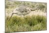 Chile, Patagonia. Rhea running.-Jaynes Gallery-Mounted Photographic Print