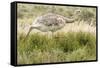 Chile, Patagonia. Rhea running.-Jaynes Gallery-Framed Stretched Canvas