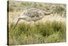 Chile, Patagonia. Rhea running.-Jaynes Gallery-Stretched Canvas