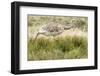 Chile, Patagonia. Rhea running.-Jaynes Gallery-Framed Photographic Print