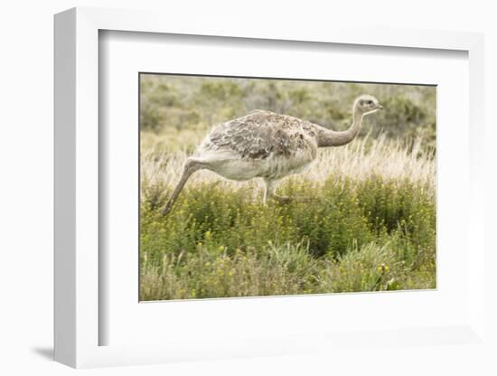 Chile, Patagonia. Rhea running.-Jaynes Gallery-Framed Photographic Print