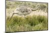 Chile, Patagonia. Rhea running.-Jaynes Gallery-Mounted Photographic Print