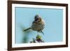 Chile, Patagonia. Rufous-collared sparrow jumping.-Jaynes Gallery-Framed Photographic Print