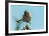 Chile, Patagonia. Rufous-collared sparrow jumping.-Jaynes Gallery-Framed Photographic Print