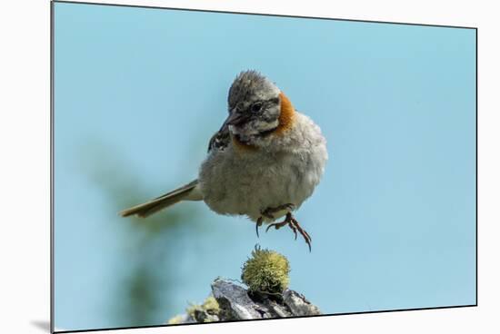 Chile, Patagonia. Rufous-collared sparrow jumping.-Jaynes Gallery-Mounted Photographic Print