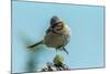 Chile, Patagonia. Rufous-collared sparrow jumping.-Jaynes Gallery-Mounted Photographic Print