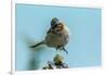 Chile, Patagonia. Rufous-collared sparrow jumping.-Jaynes Gallery-Framed Photographic Print