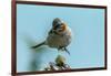 Chile, Patagonia. Rufous-collared sparrow jumping.-Jaynes Gallery-Framed Photographic Print