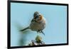 Chile, Patagonia. Rufous-collared sparrow jumping.-Jaynes Gallery-Framed Photographic Print