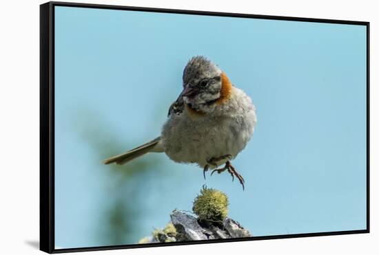 Chile, Patagonia. Rufous-collared sparrow jumping.-Jaynes Gallery-Framed Stretched Canvas