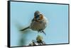 Chile, Patagonia. Rufous-collared sparrow jumping.-Jaynes Gallery-Framed Stretched Canvas