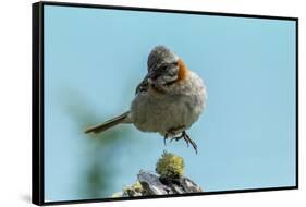 Chile, Patagonia. Rufous-collared sparrow jumping.-Jaynes Gallery-Framed Stretched Canvas