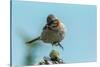 Chile, Patagonia. Rufous-collared sparrow jumping.-Jaynes Gallery-Stretched Canvas