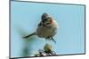 Chile, Patagonia. Rufous-collared sparrow jumping.-Jaynes Gallery-Mounted Photographic Print