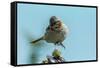 Chile, Patagonia. Rufous-collared sparrow jumping.-Jaynes Gallery-Framed Stretched Canvas