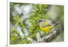 Chile, Patagonia. Sierra finch close-up.-Jaynes Gallery-Framed Photographic Print