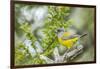 Chile, Patagonia. Sierra finch close-up.-Jaynes Gallery-Framed Photographic Print