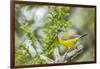 Chile, Patagonia. Sierra finch close-up.-Jaynes Gallery-Framed Photographic Print