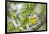 Chile, Patagonia. Sierra finch close-up.-Jaynes Gallery-Framed Photographic Print