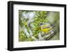 Chile, Patagonia. Sierra finch close-up.-Jaynes Gallery-Framed Premium Photographic Print