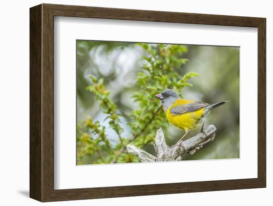 Chile, Patagonia. Sierra finch close-up.-Jaynes Gallery-Framed Photographic Print