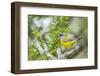 Chile, Patagonia. Sierra finch close-up.-Jaynes Gallery-Framed Photographic Print