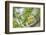 Chile, Patagonia. Sierra finch close-up.-Jaynes Gallery-Framed Photographic Print