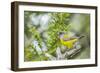 Chile, Patagonia. Sierra finch close-up.-Jaynes Gallery-Framed Photographic Print