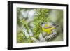 Chile, Patagonia. Sierra finch close-up.-Jaynes Gallery-Framed Photographic Print