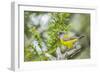 Chile, Patagonia. Sierra finch close-up.-Jaynes Gallery-Framed Photographic Print