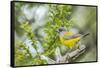 Chile, Patagonia. Sierra finch close-up.-Jaynes Gallery-Framed Stretched Canvas