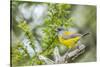 Chile, Patagonia. Sierra finch close-up.-Jaynes Gallery-Stretched Canvas