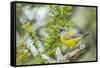 Chile, Patagonia. Sierra finch close-up.-Jaynes Gallery-Framed Stretched Canvas