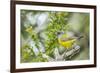 Chile, Patagonia. Sierra finch close-up.-Jaynes Gallery-Framed Premium Photographic Print