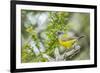 Chile, Patagonia. Sierra finch close-up.-Jaynes Gallery-Framed Premium Photographic Print