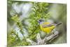 Chile, Patagonia. Sierra finch close-up.-Jaynes Gallery-Mounted Premium Photographic Print