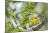 Chile, Patagonia. Sierra finch close-up.-Jaynes Gallery-Mounted Photographic Print