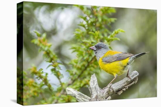 Chile, Patagonia. Sierra finch close-up.-Jaynes Gallery-Stretched Canvas