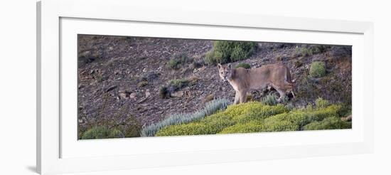 Chile, Patagonia, South America. Female Puma in the Patagonian steppe.-Karen Ann Sullivan-Framed Photographic Print