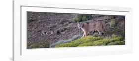 Chile, Patagonia, South America. Female Puma in the Patagonian steppe.-Karen Ann Sullivan-Framed Photographic Print