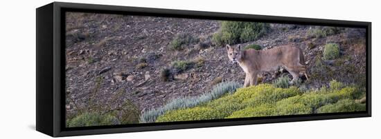 Chile, Patagonia, South America. Female Puma in the Patagonian steppe.-Karen Ann Sullivan-Framed Stretched Canvas