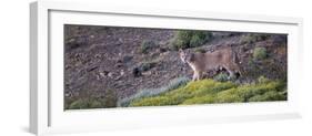 Chile, Patagonia, South America. Female Puma in the Patagonian steppe.-Karen Ann Sullivan-Framed Photographic Print