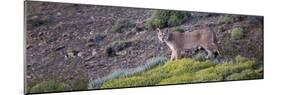 Chile, Patagonia, South America. Female Puma in the Patagonian steppe.-Karen Ann Sullivan-Mounted Photographic Print