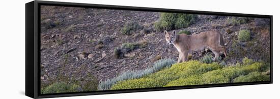 Chile, Patagonia, South America. Female Puma in the Patagonian steppe.-Karen Ann Sullivan-Framed Stretched Canvas