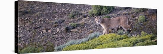 Chile, Patagonia, South America. Female Puma in the Patagonian steppe.-Karen Ann Sullivan-Stretched Canvas