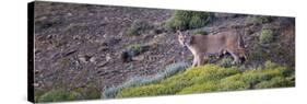 Chile, Patagonia, South America. Female Puma in the Patagonian steppe.-Karen Ann Sullivan-Stretched Canvas