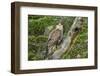 Chile, Patagonia. Southern caracara close-up.-Jaynes Gallery-Framed Photographic Print