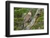 Chile, Patagonia. Southern caracara close-up.-Jaynes Gallery-Framed Photographic Print