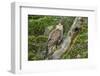 Chile, Patagonia. Southern caracara close-up.-Jaynes Gallery-Framed Photographic Print