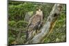Chile, Patagonia. Southern caracara close-up.-Jaynes Gallery-Mounted Photographic Print